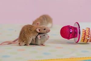 Two brown mice next to a microphone that says "Bestest Day Ever"